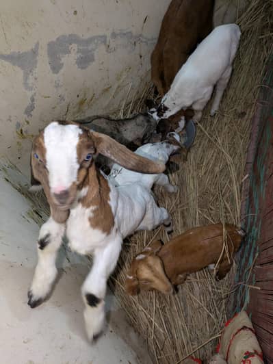 4 bakriya hai inmy 2 ghaban ha orrr 6 bachy hai