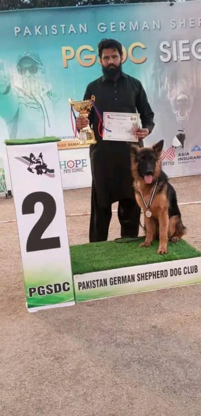 not for sale pink Pedigree stud available, long coat