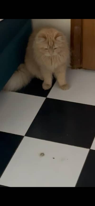 Ghar Ke pale Hue bacchey Hain male ginger aur female ragdoll hai