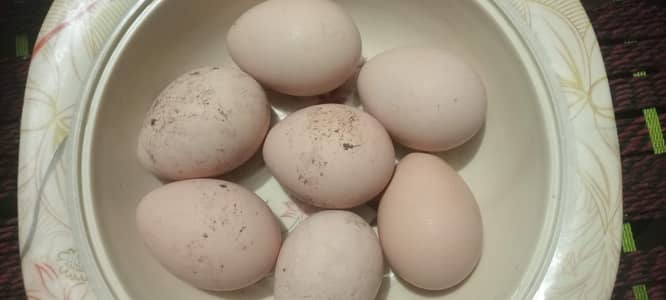 peacock eggs