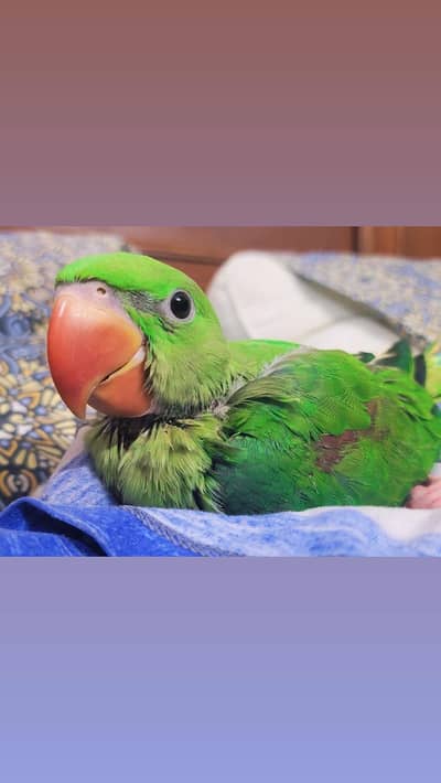 Tamed Pahari | 3 Months Old | Psittacus Raised | Free Home Delivery