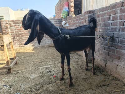 Nagra Beetle bakri or 1 Makkhi chini bakri for sale