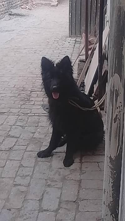 black German Shepherd