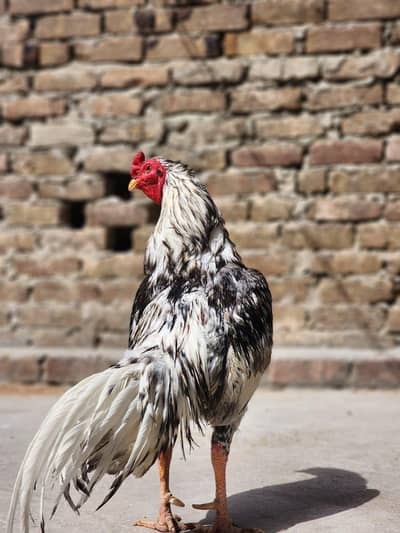 aseel pair with 4 chicks for sale