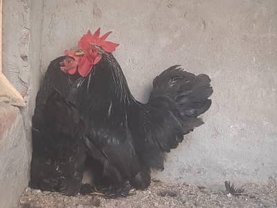 Sussex Male & Bantam Pair