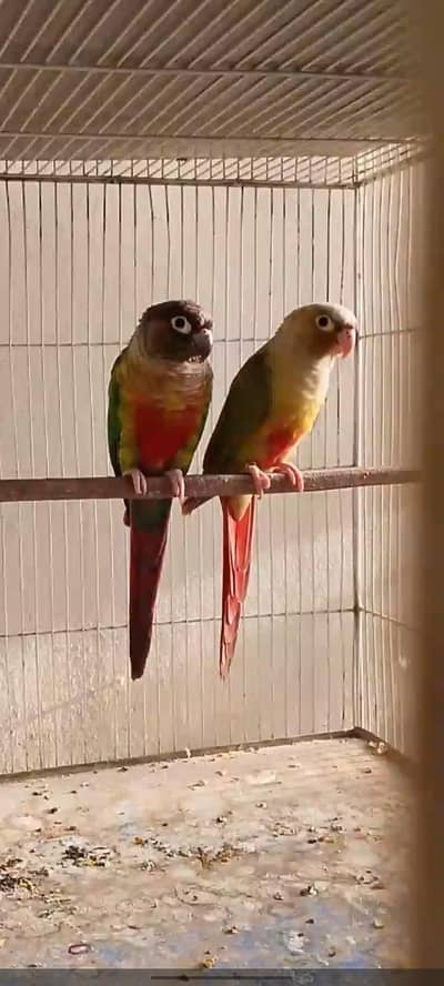 Pineapple Conure breeder pair