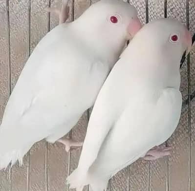 ALBINO RED EYES