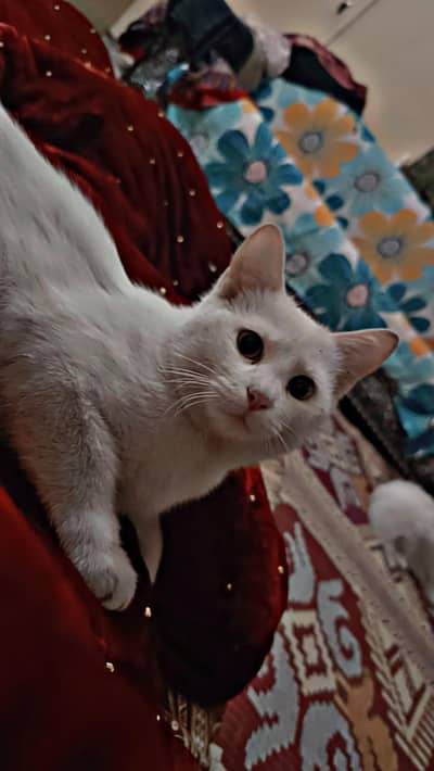 Persian male cat for Sale