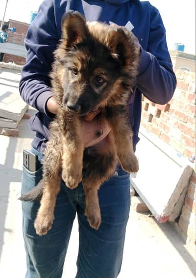 German shepherd male puppy for sale