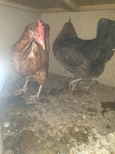 golden misri egg lying hens