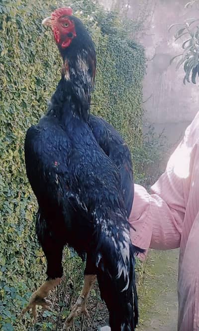 Aseel amroha lasani mirthe for sale in pwd islambad