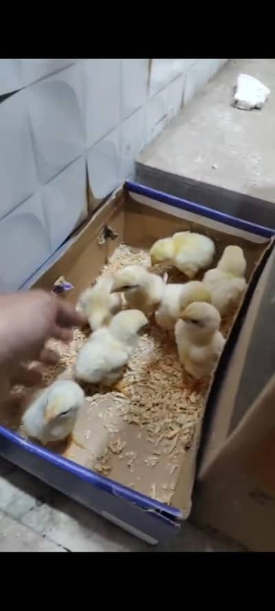 King O Shamo German Shamo chicks