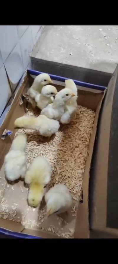 King O Shamo German Shamo chicks