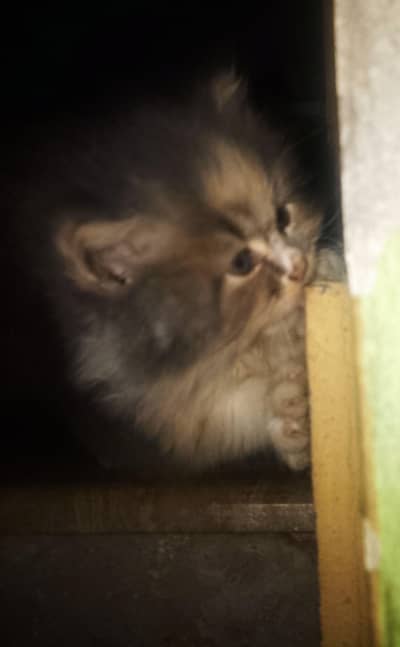 Persian female kitten 3 cotted