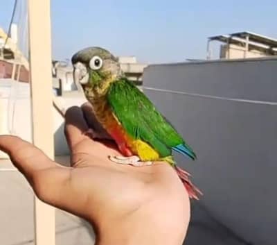 green cheek conure chick