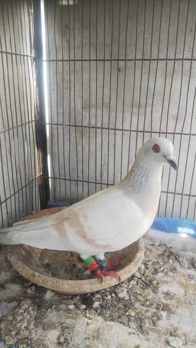 Lal band white bar ghagra pigeon