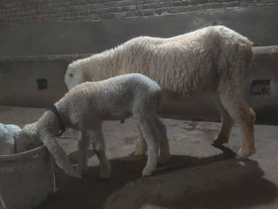 livestock animal black long tail for sale