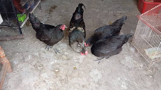 Australorp Breeders For Sale