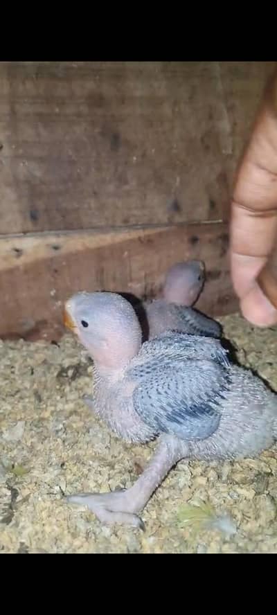 Raw jumbo size chick