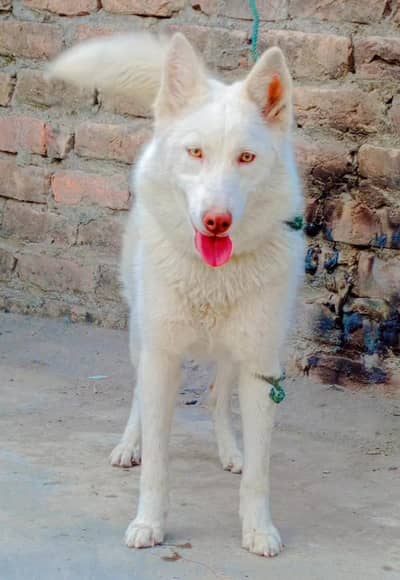 Husky Snow white