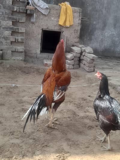 aseel paer. for sale .