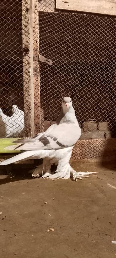 German line lahori shirazi abi 4month k Bache he import ماں باپ کے بچے