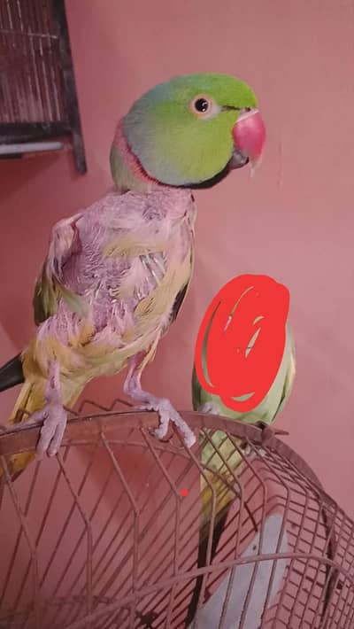 ring neck  male breeder malai team male