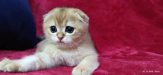 Scottish fold