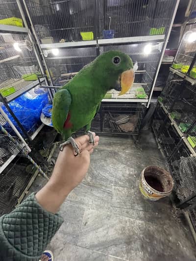 Eclectus