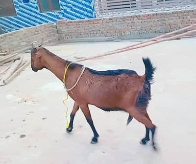 desi big size goat 3.5 ma confrm ghbn 32inch hight 41inch lenth