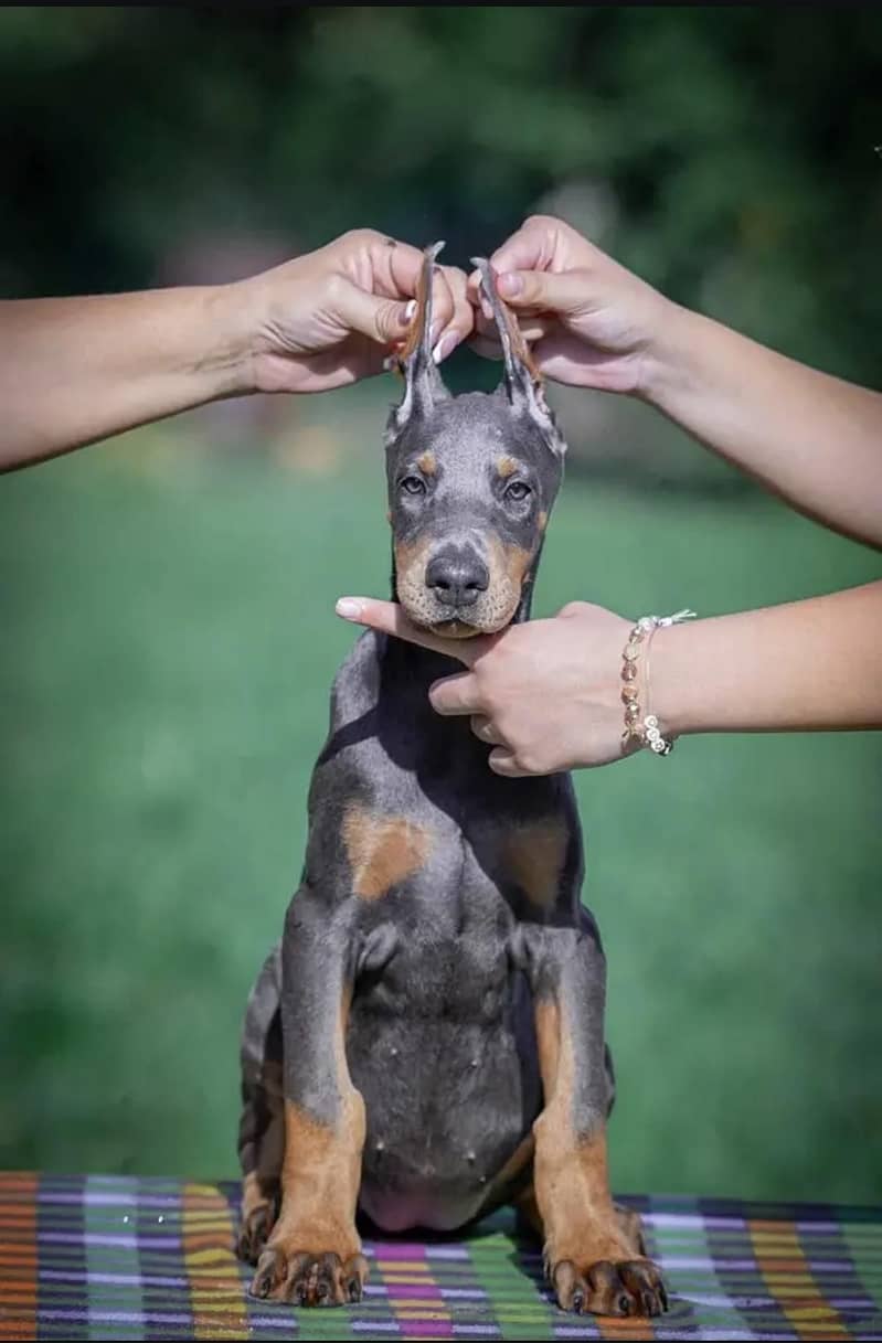 Doberman 0