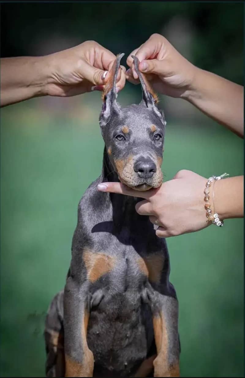 Doberman 1