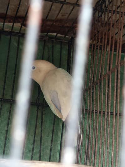 Fishers Love bird pair looking for new shelter.