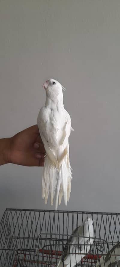 hand tame cocktail available  0/3/7/0/2/2/1/3/1/4/1