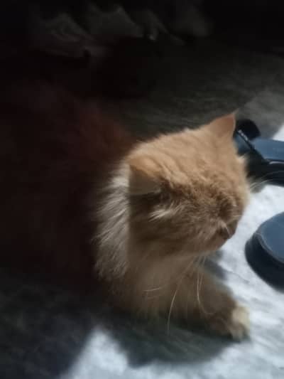 Persian cat