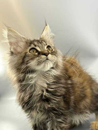 Maine coon