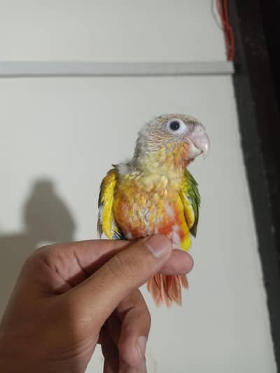 conure chicks and cocktail chicks for sale