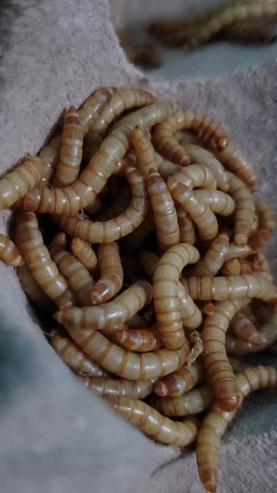Mealworms