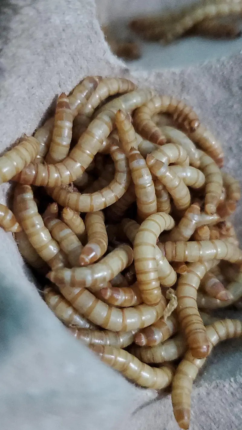 Fresh Mealworms, Pupae & Beetles — photo 2