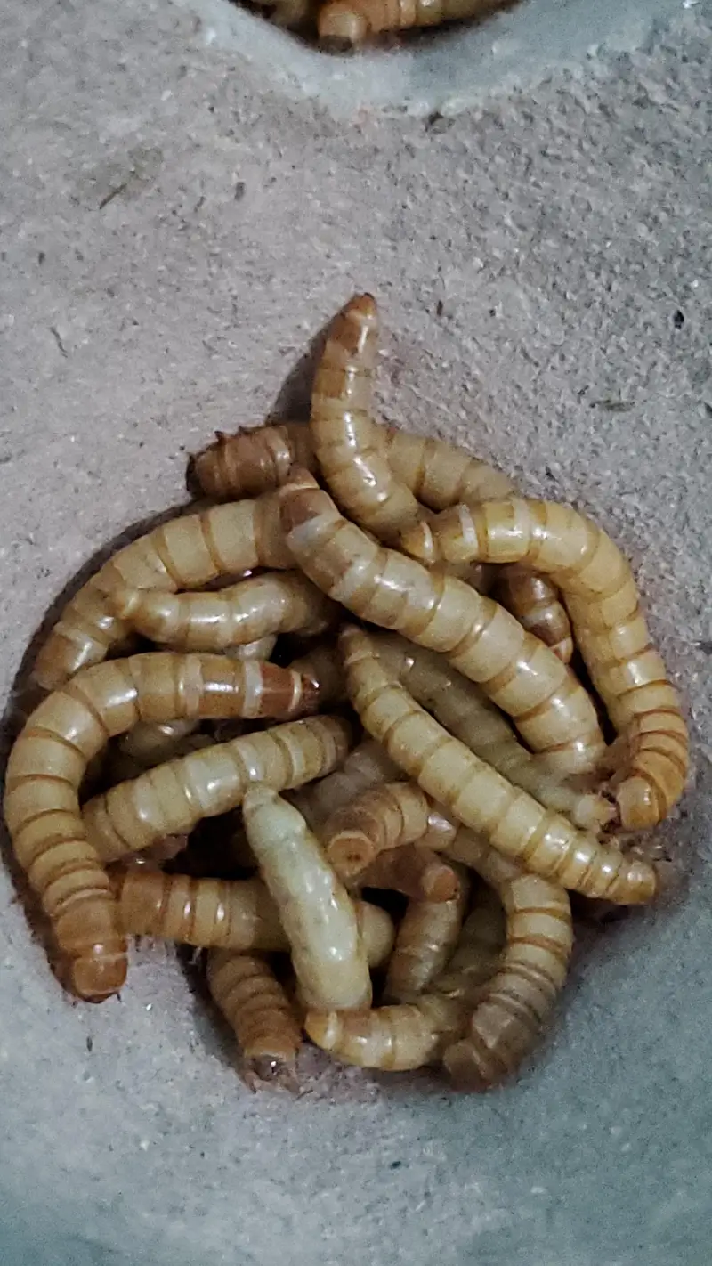 Fresh Mealworms, Pupae & Beetles — photo 3