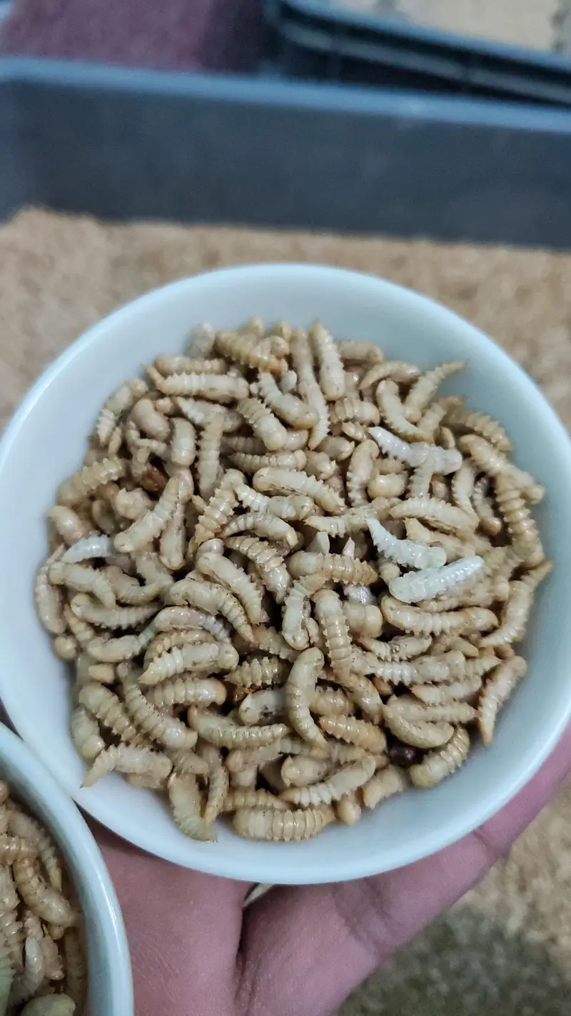 Fresh Mealworms, Pupae & Beetles — photo 4
