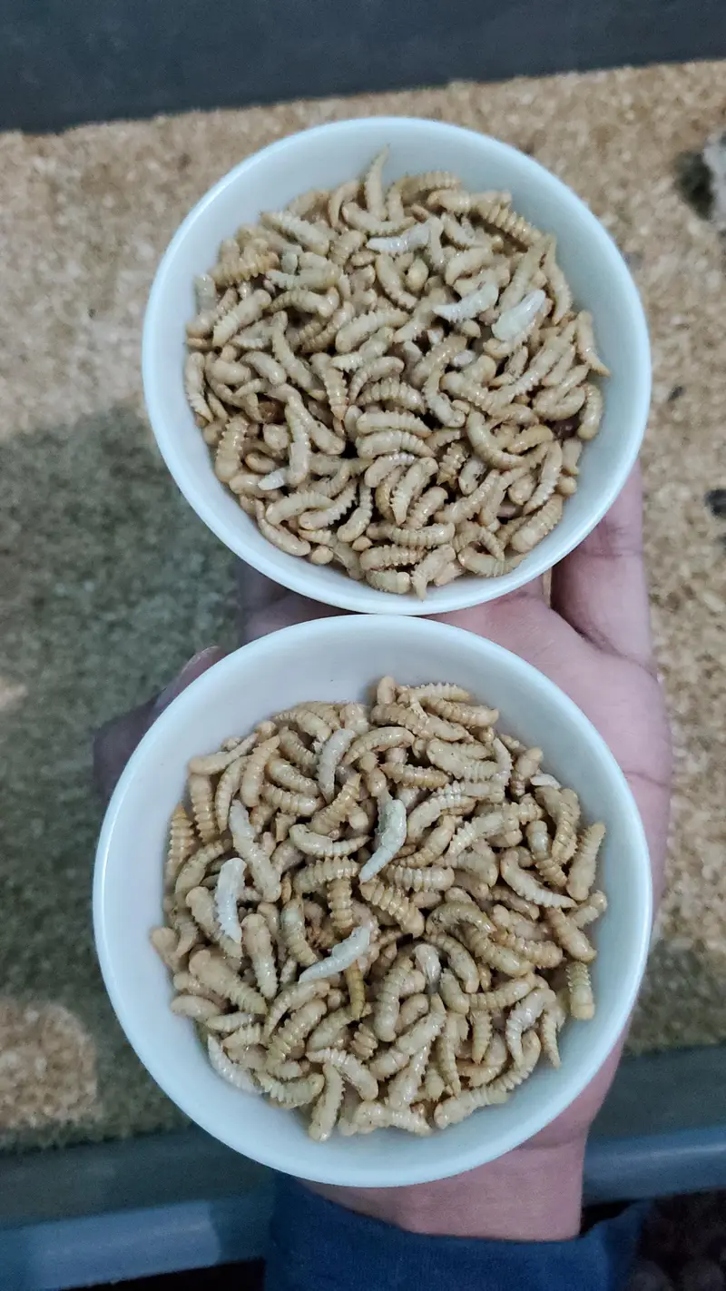 Fresh Mealworms, Pupae & Beetles — photo 5