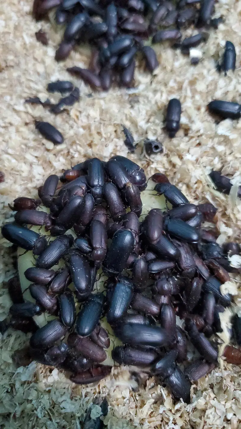 Fresh Mealworms, Pupae & Beetles — photo 6