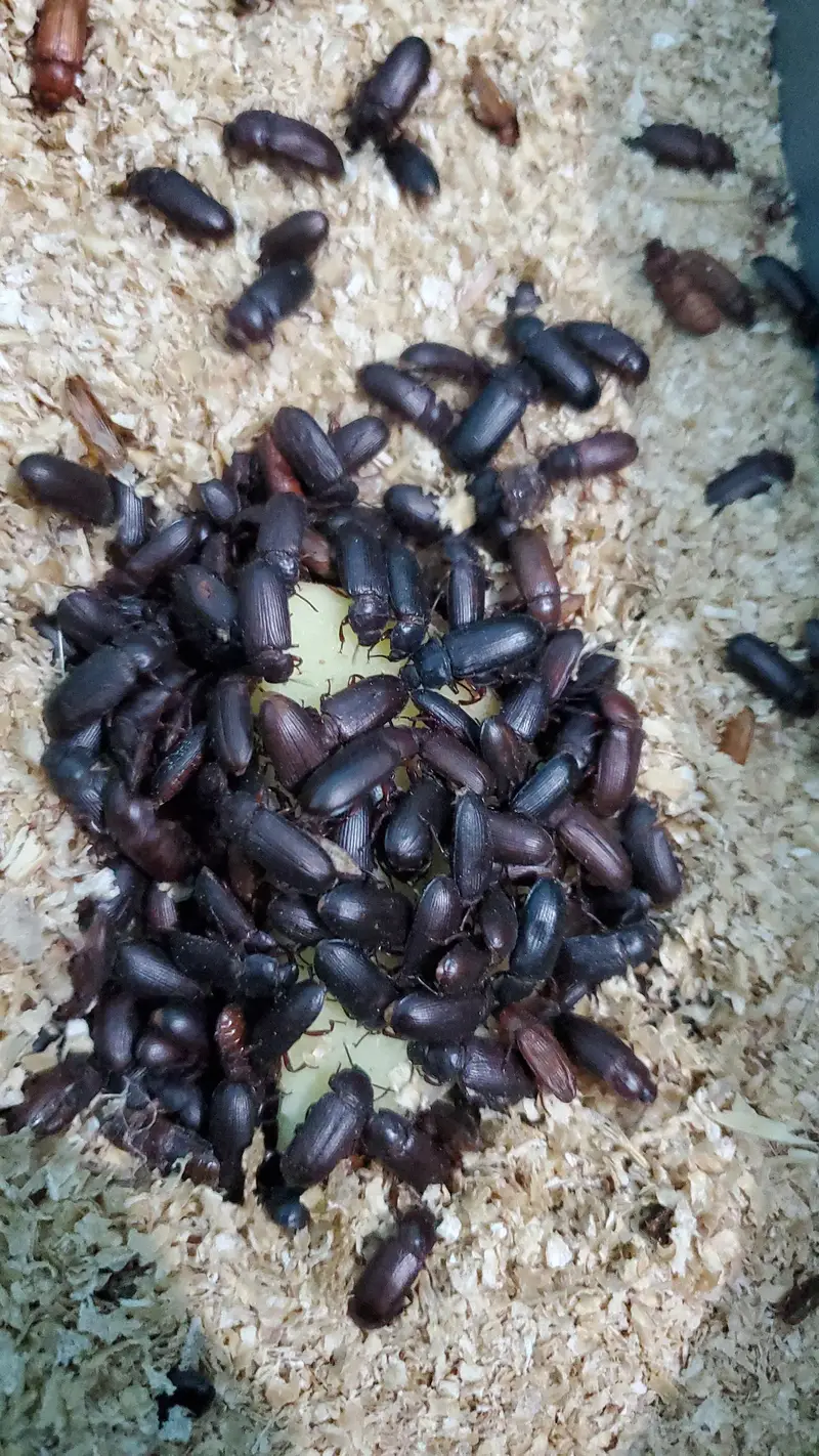 Fresh Mealworms, Pupae & Beetles — photo 7
