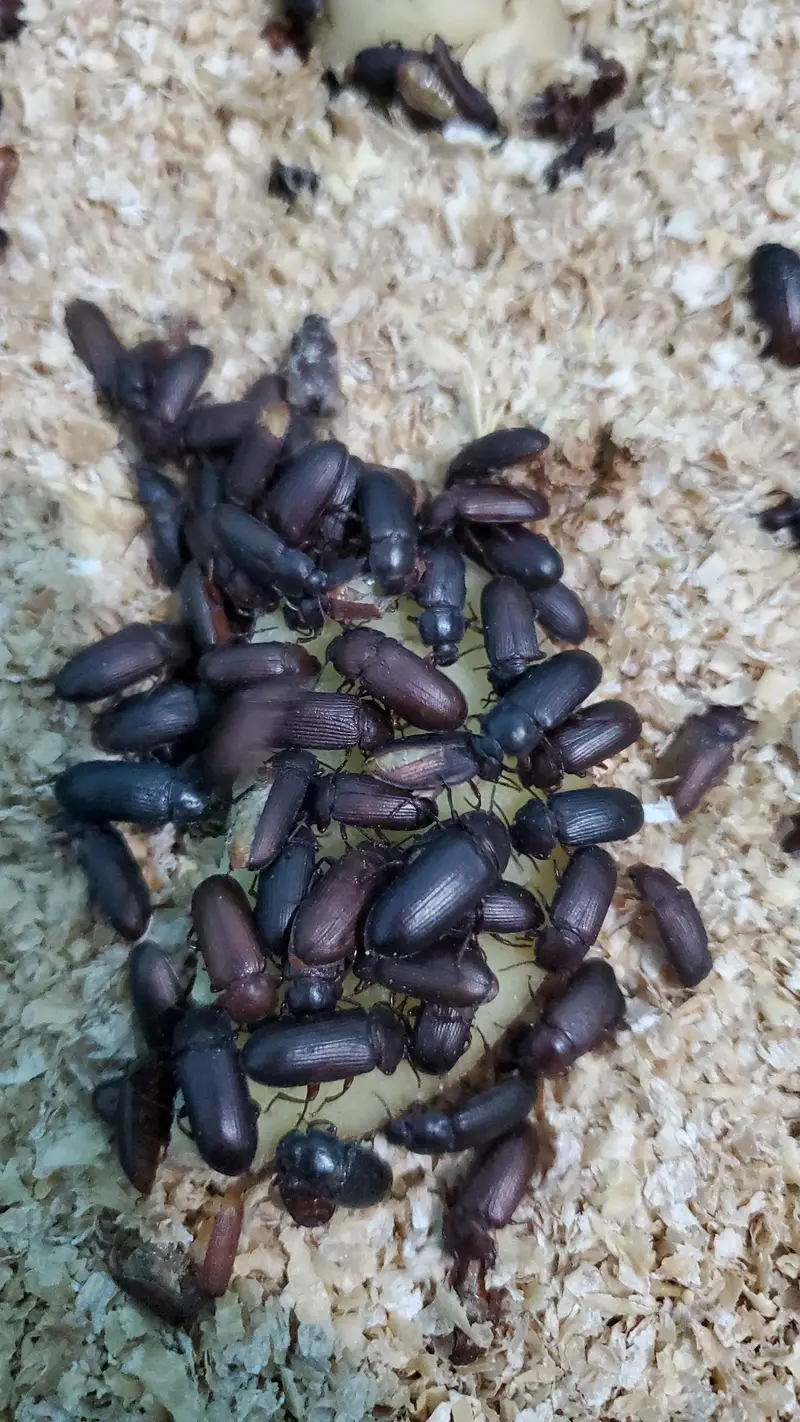 Fresh Mealworms, Pupae & Beetles — photo 8
