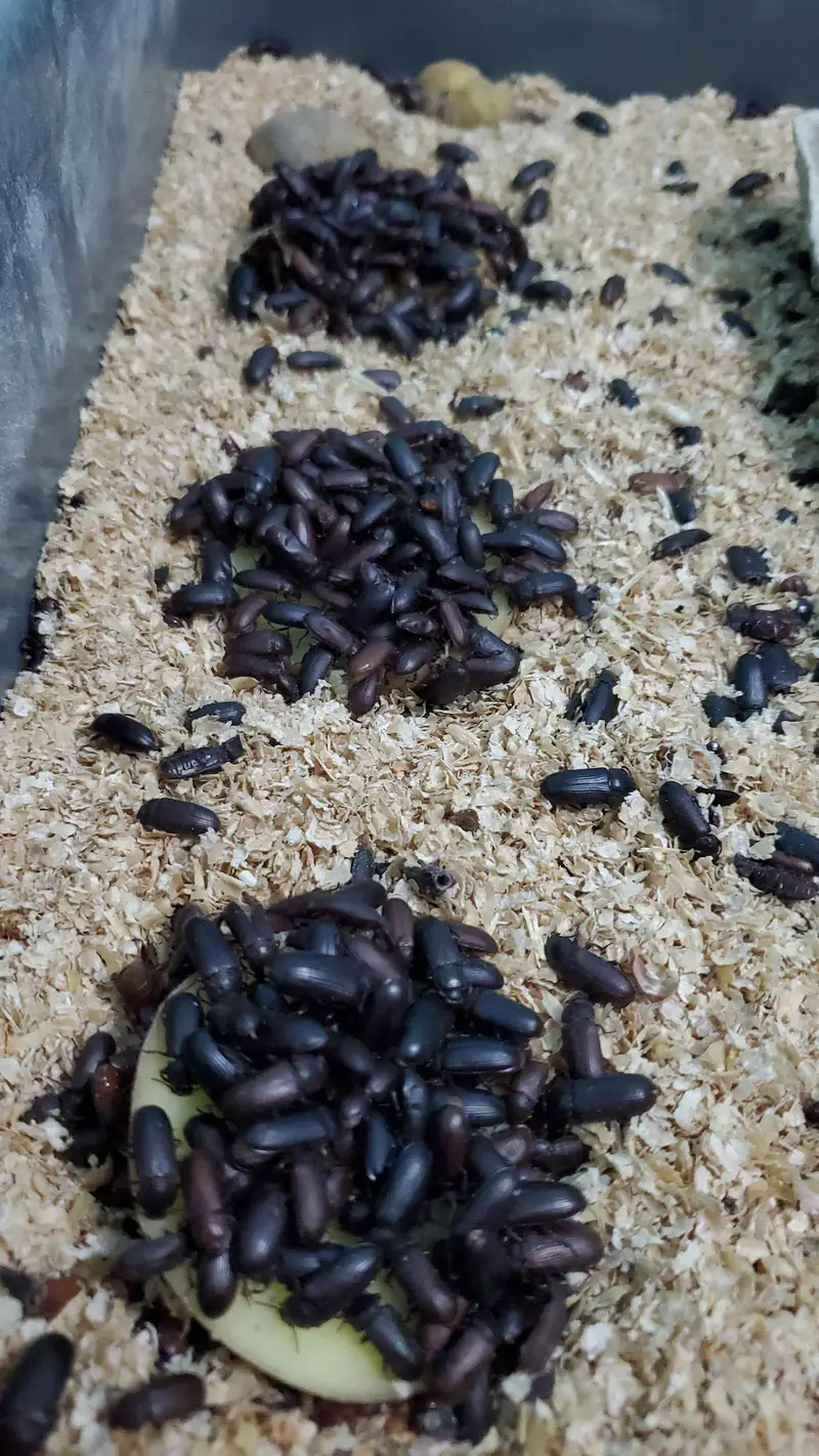 Fresh Mealworms, Pupae & Beetles — photo 9