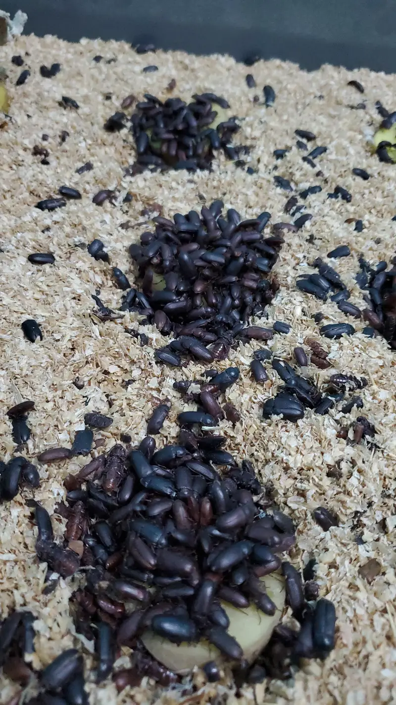 Fresh Mealworms, Pupae & Beetles — photo 10