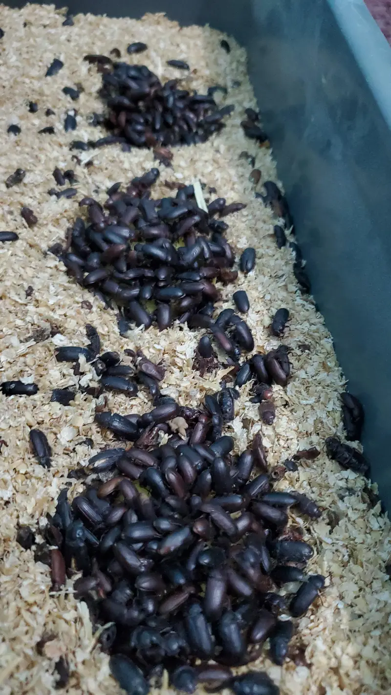 Fresh Mealworms, Pupae & Beetles — photo 11