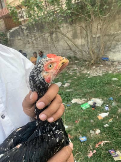 Old blood heera aseel male female /white aseel /lakhy aseel chicks
