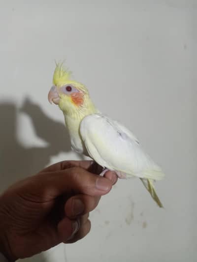 Conure chicks and cocktail chicks for sale